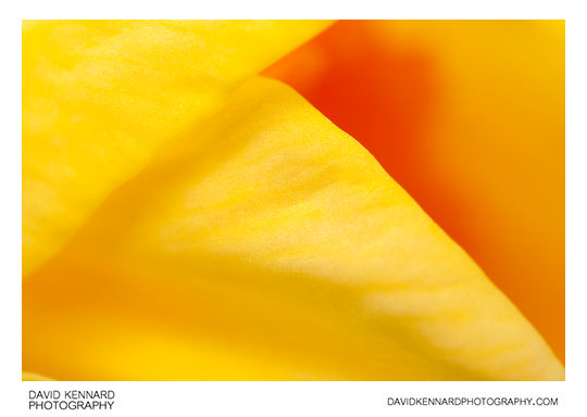 Daffodil Abstract