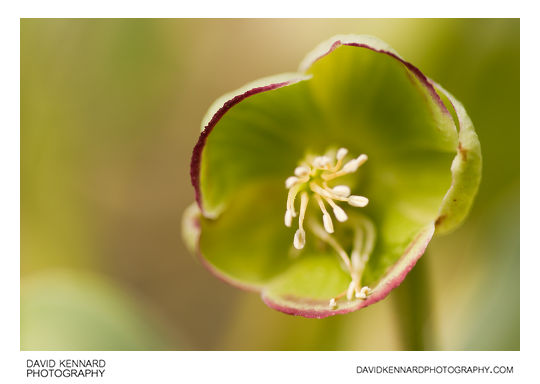 Helleborus foetidus flower