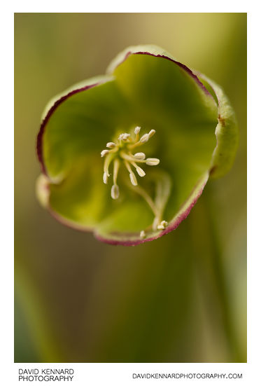 Helleborus foetidus flower
