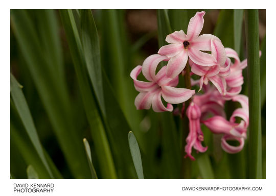Pink Common Hyacinth (Hyacinthus orientalis)