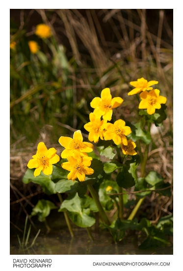 Flowering Kingcup (Caltha palustris)