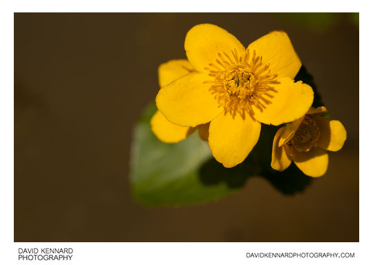 Kingcup (Caltha palustris) flowers