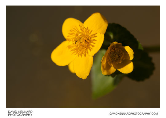 Kingcup (Caltha palustris) flowers
