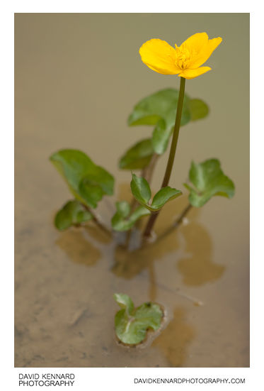 Kingcup (Caltha palustris) plant in flower