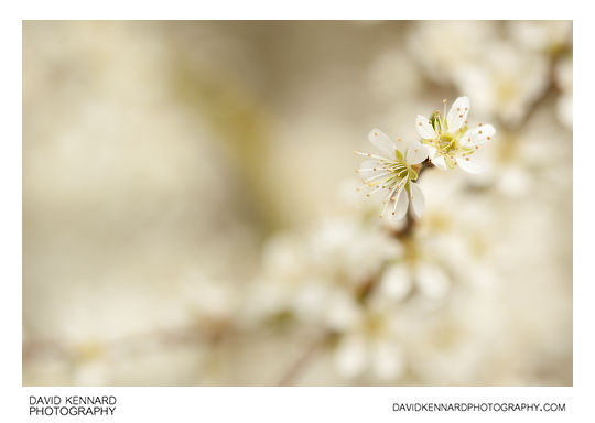 Blackthorn blossom