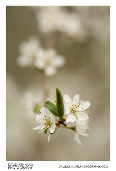 Blackthorn (Prunus spinosa) blossom