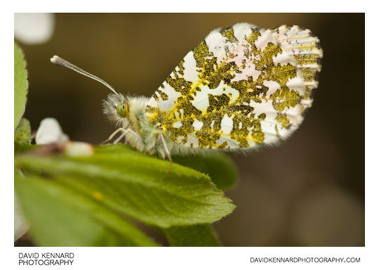 Male Orange Tip Butterfly (Anthocharis cardamines)