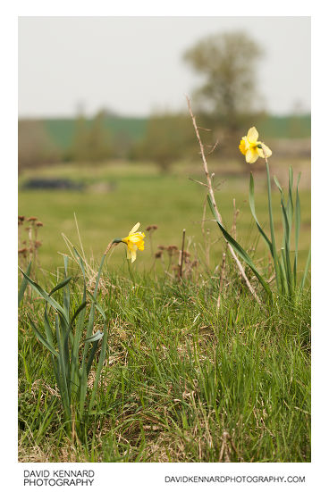 Countryside daffodils