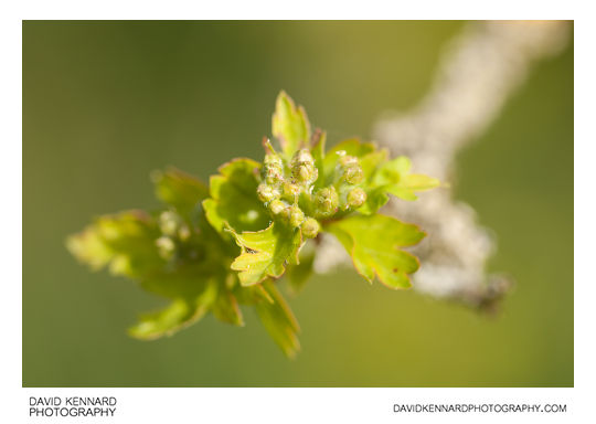 Common Hawthorn (Crataegus monogyna) new spring leaves and flower buds