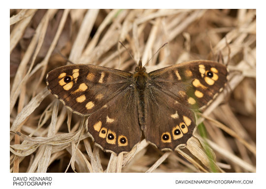 Speckled Wood butterfly (Pararge aegeria tircis)