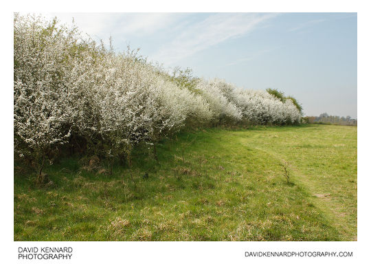 Blackthorn (Prunus spinosa) hedgerow in blossom