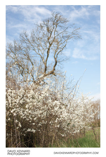 Blackthorn (Prunus spinosa) bush in blossom