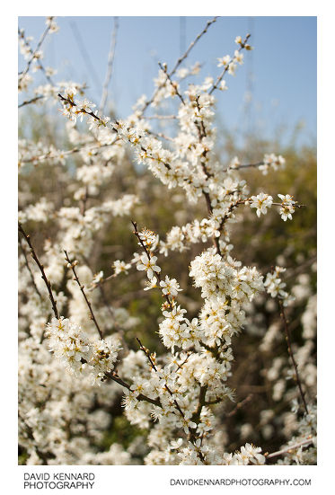 Blackthorn (Prunus spinosa) bush in blossom