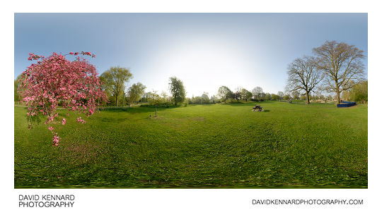 Blossoming tree and grassy area in Welland Park