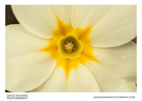 Primrose (Primula vulgaris) flower