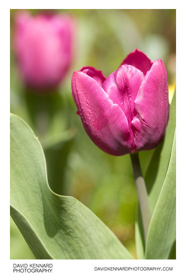 Purple Tulip flower