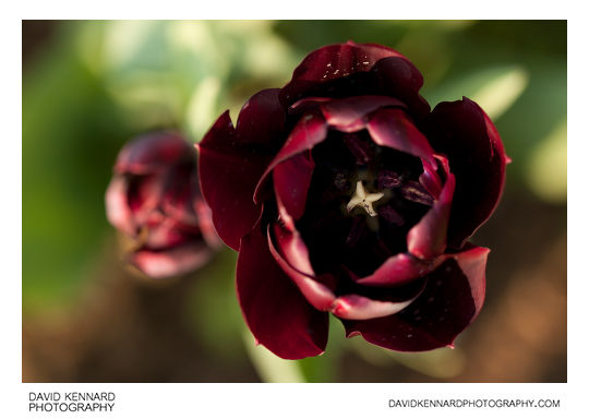 Dark purple tulip flower