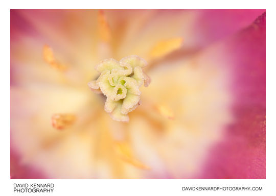 Inside a purple Tulip flower