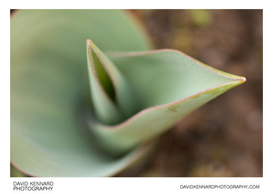 Young tulip leaves