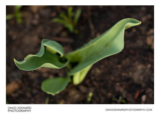 Tulip plant