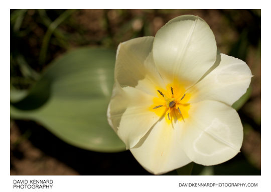 White tulip flower