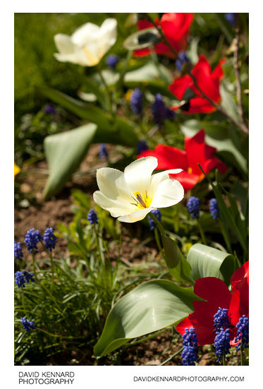 White and red tulip flowers