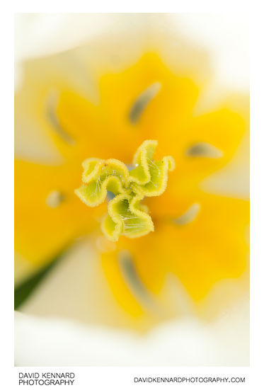 White tulip flower stigma