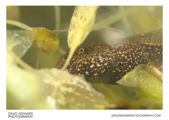 Common Frog (Rana temporaria) tadpole