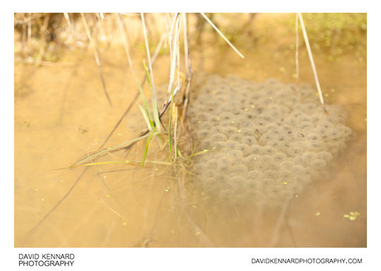 Rana temporaria frogspawn