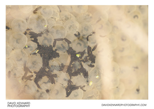 Newly hatched Rana temporaria tadpoles and frogspawn