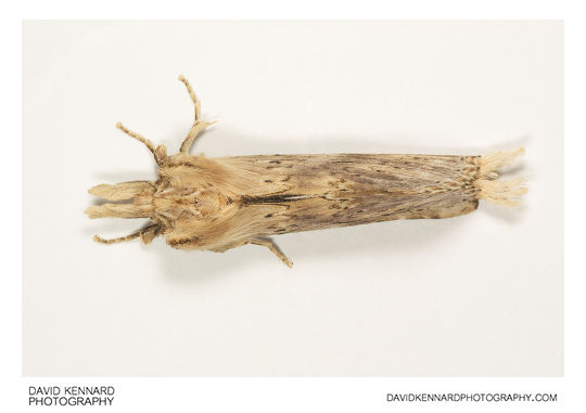 Pale Prominent moth (Pterostoma palpina) top view