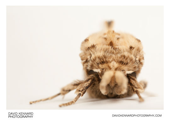 Pale Prominent moth (Pterostoma palpina) front view