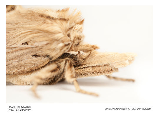 Pale Prominent moth (Pterostoma palpina) portrait