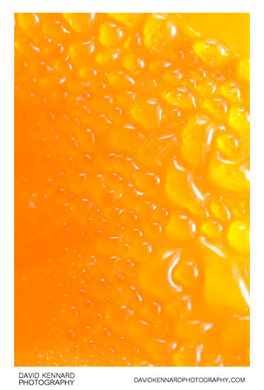 Orange Marigold water drops abstract