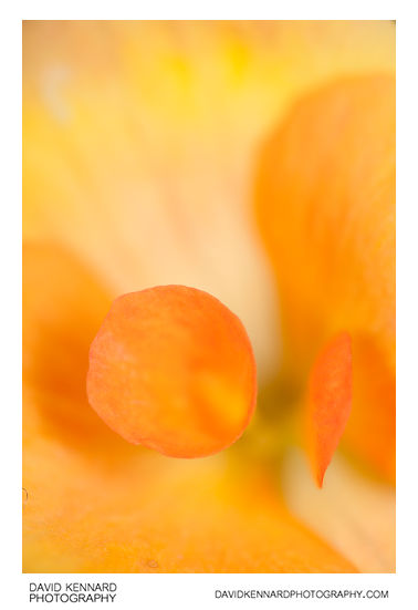 Orange Begonia flower macro