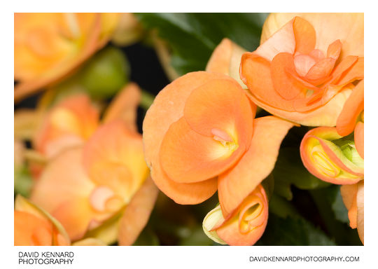 Orange Begonia flowers