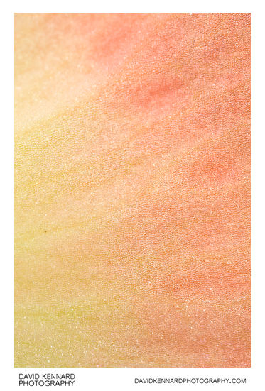 Begonia flower petal abstract