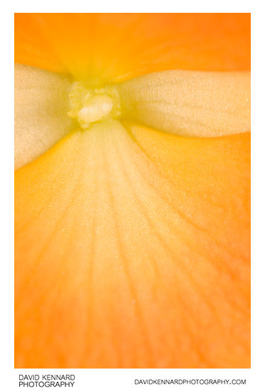 Begonia flower close-up