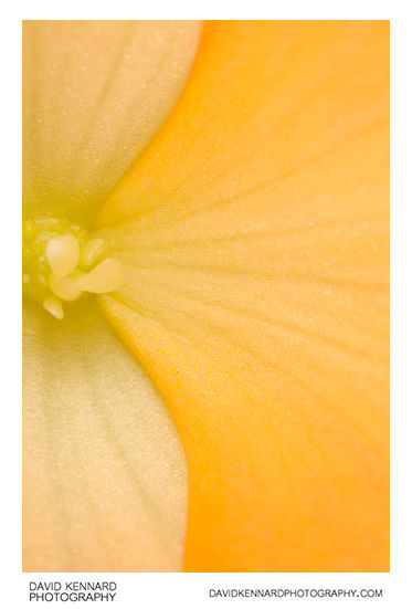 Begonia flower close-up abstract