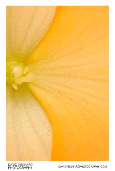 Begonia flower close-up