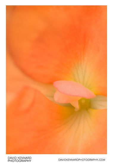 Orange Begonia flower centre