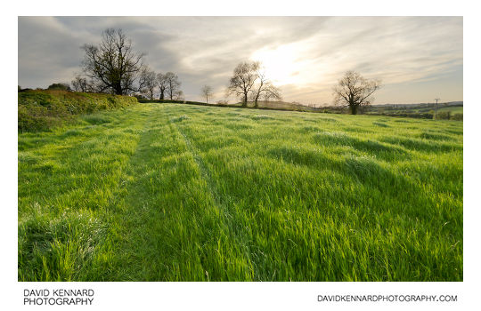 Grass field, East Farndon