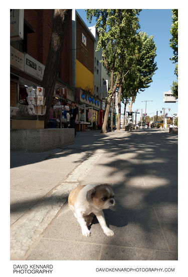 Dog on Insadong-gil