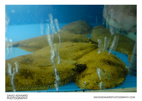 Korean flatfish in tank