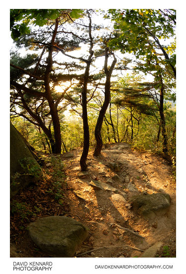 Trees in late afternoon light