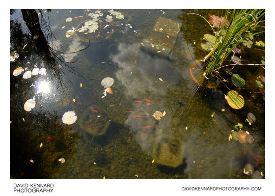 Pond at Tapgol park