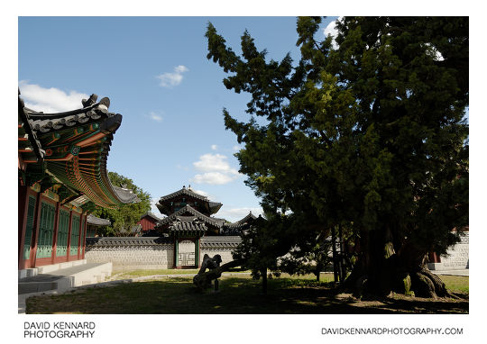 Juniper tree and Bongmodang, Changdeokgung