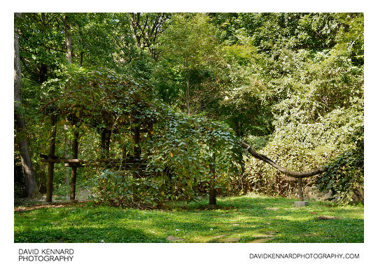 Bower Actinidia, Changdeokgung palace