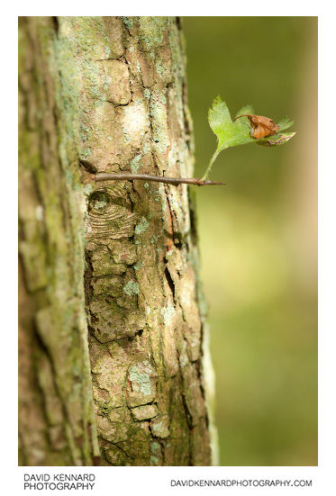 Small green leaf and old tree trunk