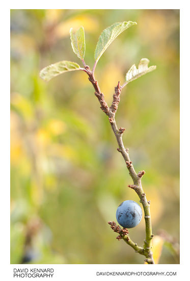 Blackthorn sloe